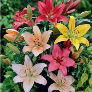 Meet your Posher, Mia